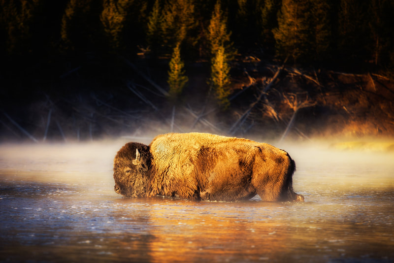 animal viewing tours in Yellowstone