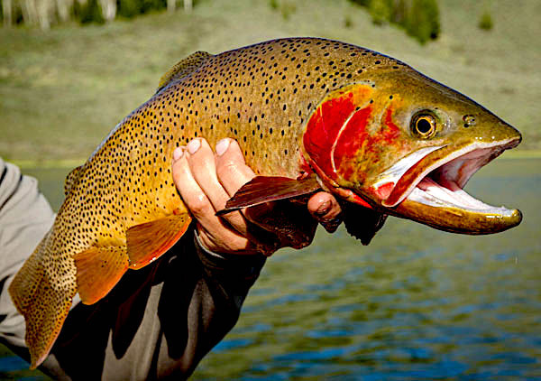 Yellowstone fly fishing guide