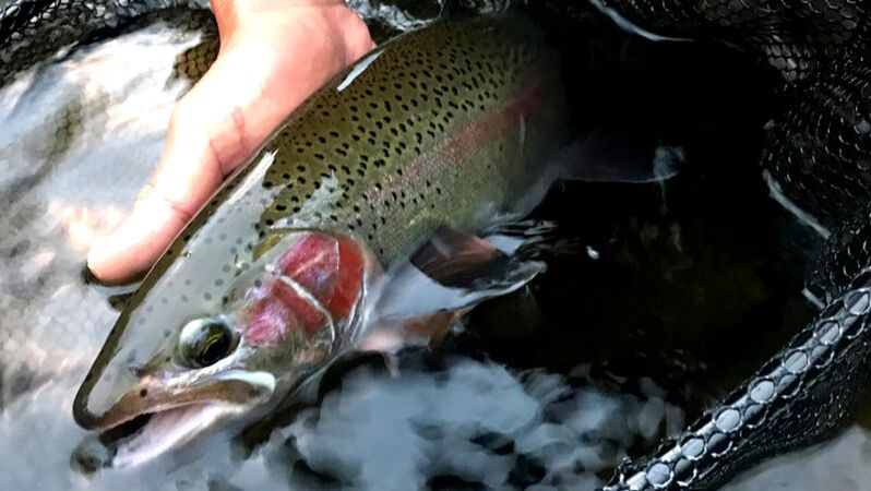 7 day Yellowstone fly fishing package