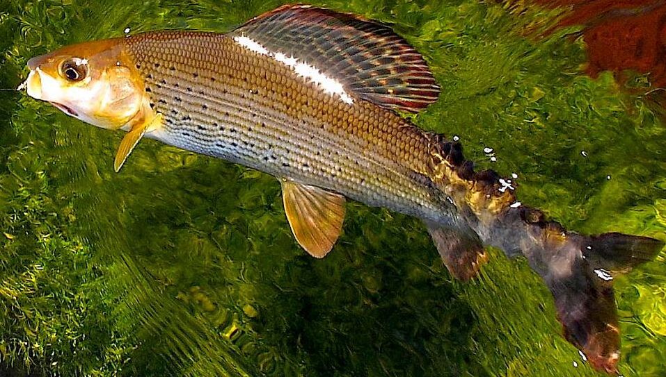 Yellowstone all inclusive fly fishing vacation packages 2024