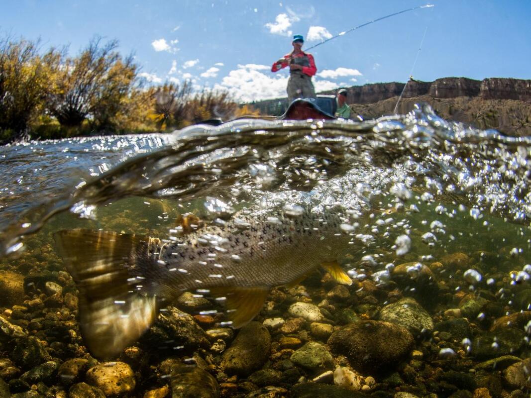 Fly Fishing Yellowstone