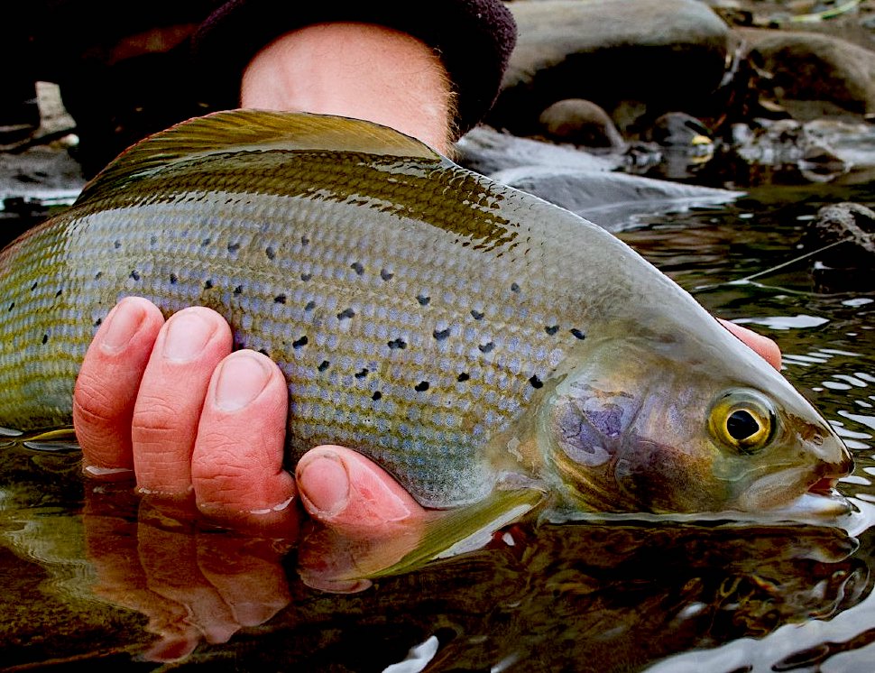 Top rated fly fishing package in yellowstone 2024