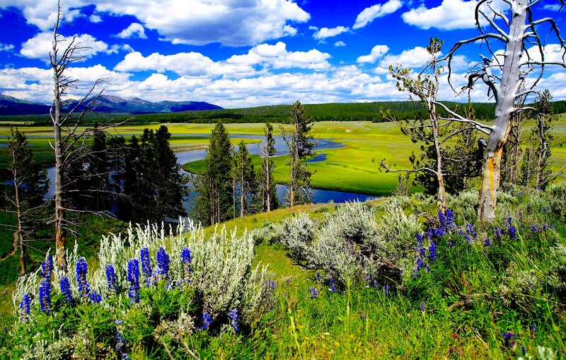 tours in Yellowstone